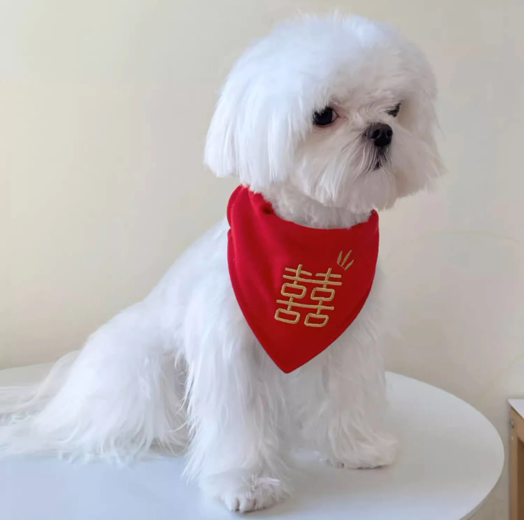 May include: A white Maltese dog wearing a red bandana with gold Chinese characters that say "double happiness".