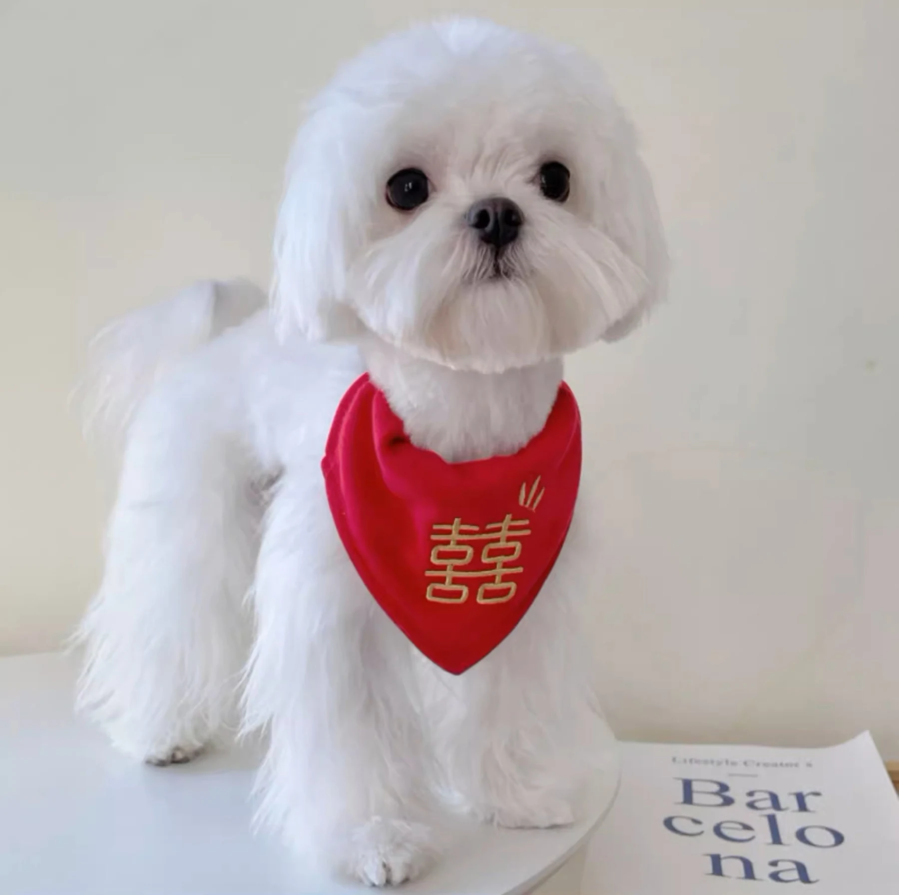 May include: A white Maltese dog wearing a red bandana with gold Chinese characters that say "double happiness".