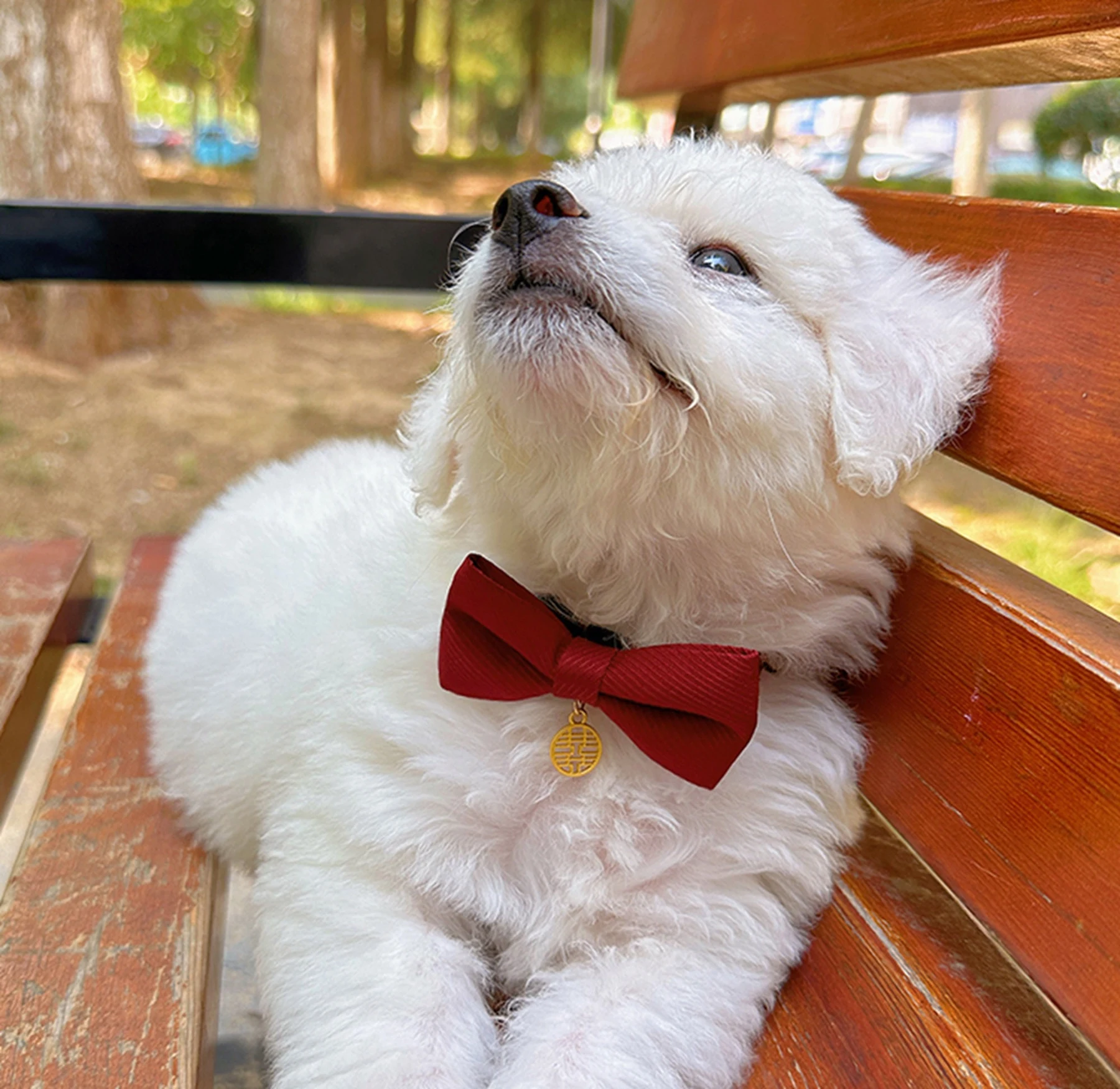 May include: A white fluffy dog wearing a red bow tie with a gold charm. The dog is sitting on a wooden bench and looking up.