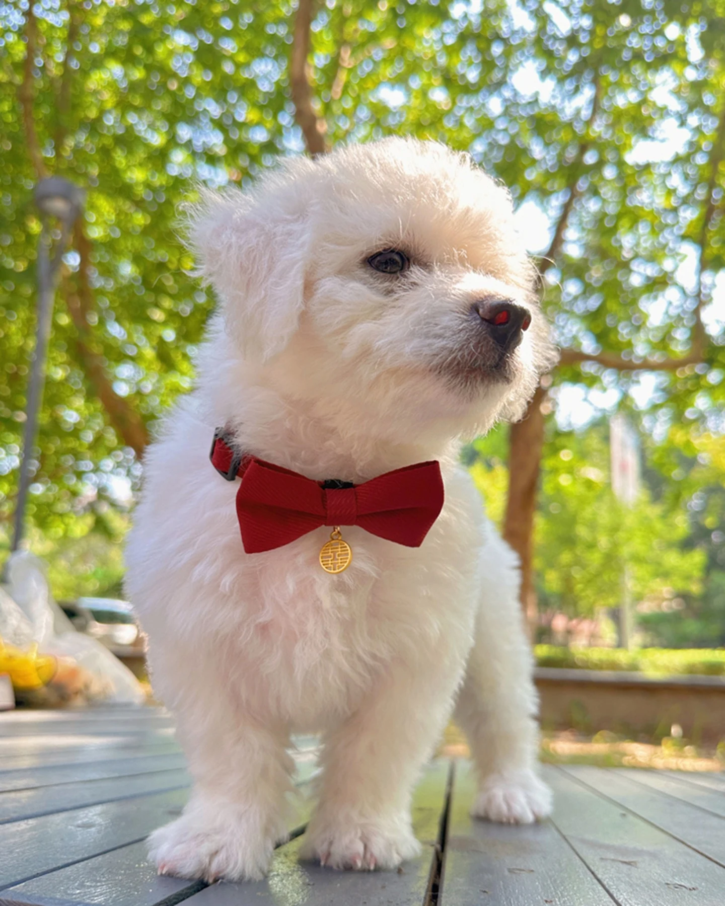May include: A white Bichon Frise puppy wearing a red bow tie with a gold charm. The puppy is standing on a wooden surface with a green background.