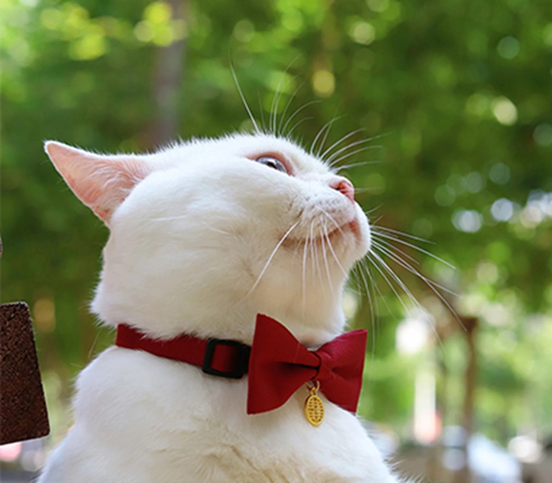 May include: A white cat wearing a red bow tie with a gold charm. The cat is looking up and has a surprised expression.
