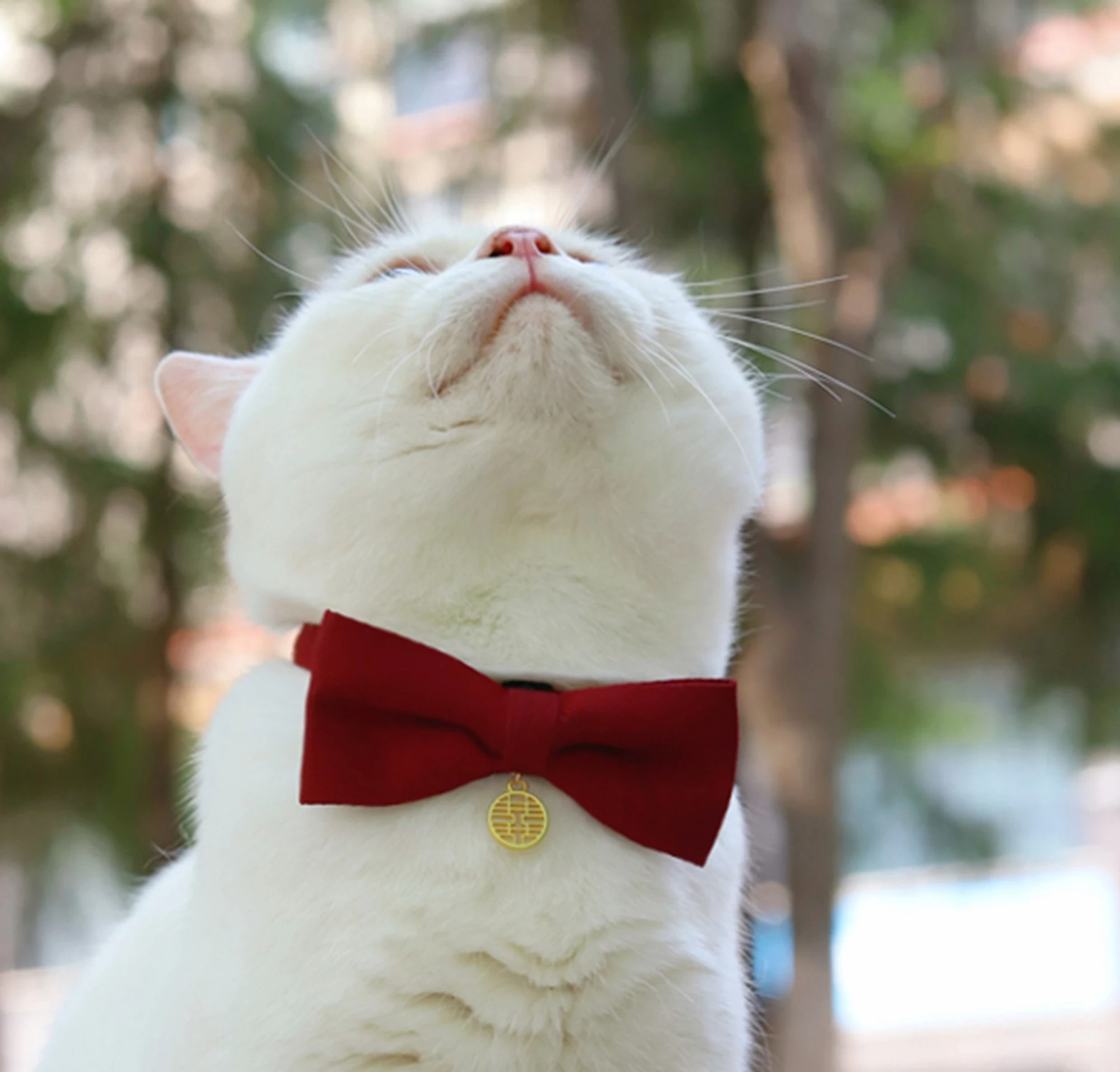 May include: A white cat wearing a red bow tie with a gold charm. The cat is looking up and has its mouth slightly open.