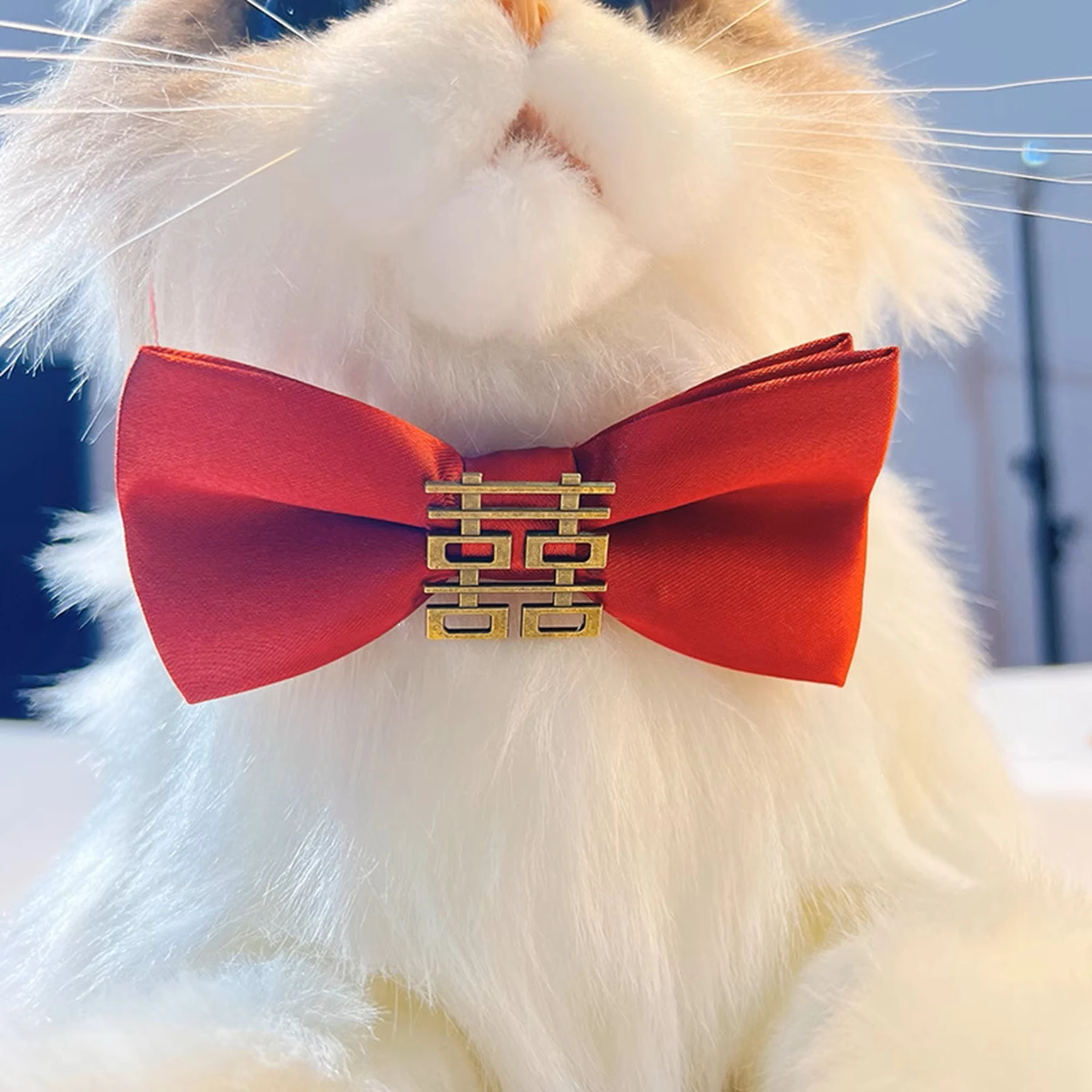 May include: A white cat wearing a red bow tie with a gold double happiness symbol. The cat is looking up.
